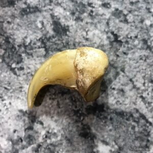 Mountain Lion Cougar Taxidermy Authentic Claw #19380 For Sale @ The Taxidermy Store