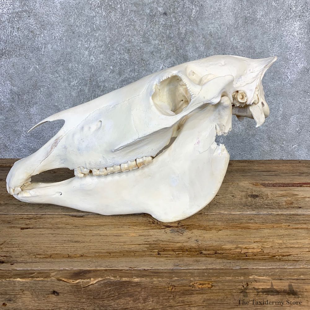 African Burchell's Zebra Skull Mount #21843 For Sale @ The Taxidermy Store