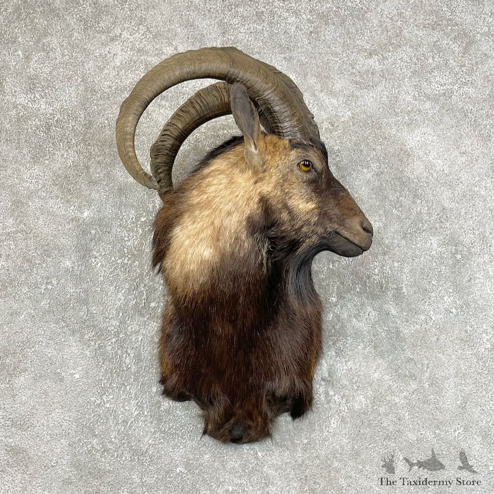 Hybrid Ibex Shoulder Mount For Sale #25434 @ The Taxidermy Store