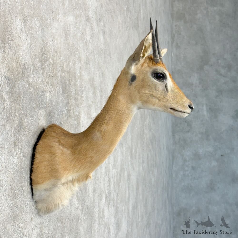 Southern Oribi Shoulder Mount For Sale #28948 @ The Taxidermy Store