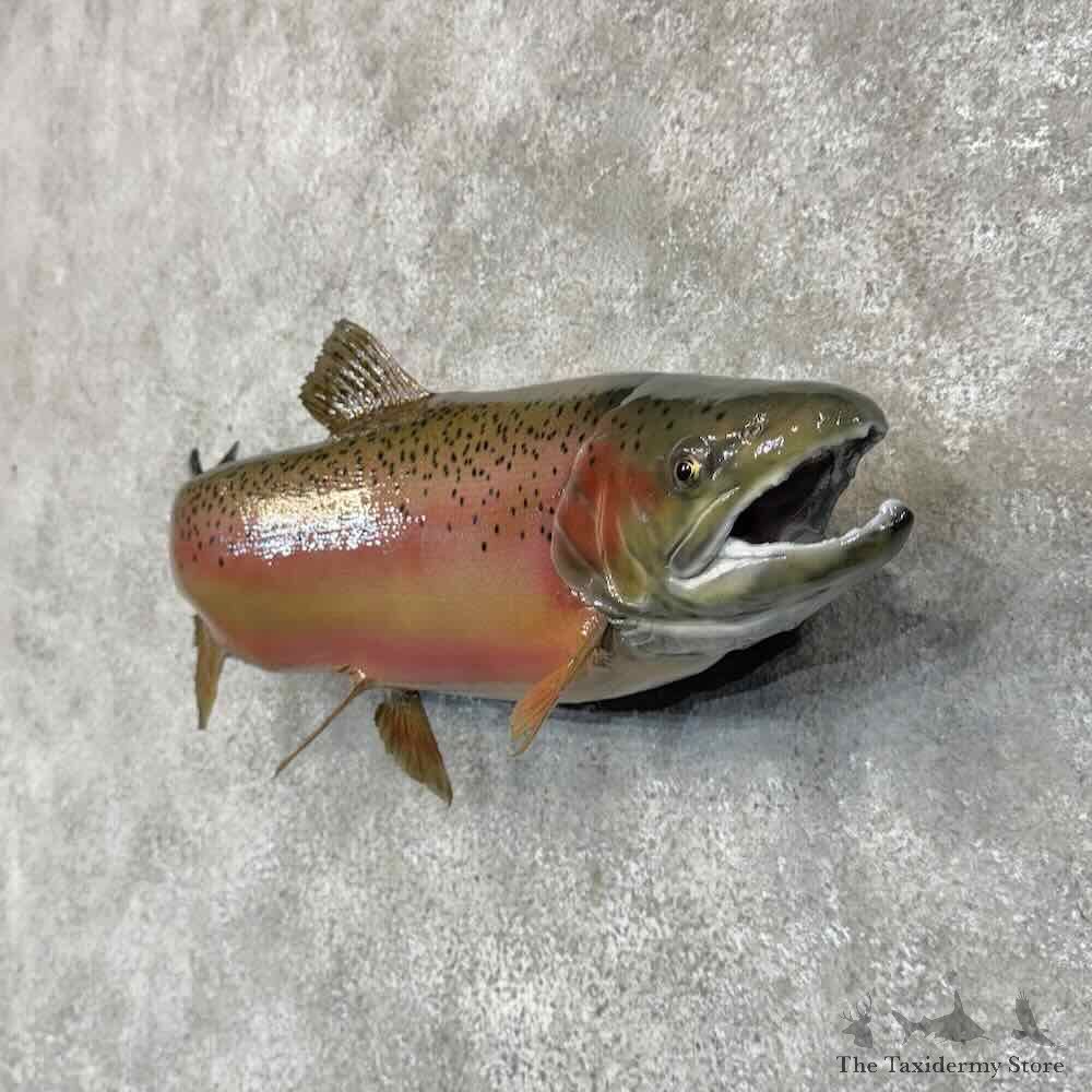 Rainbow Trout Fish Mount For Sale #30449 @ The Taxidermy Store