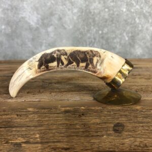 Scrimshawed Warthog Tooth For Sale #19948 @ The Taxidermy Store