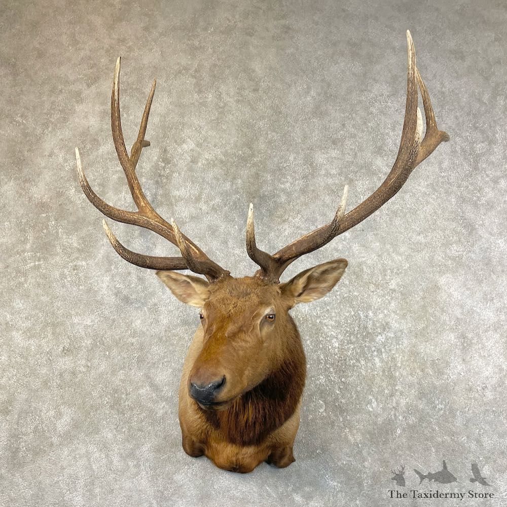 Rocky Mountain Elk Shoulder Mount For Sale #26067 @ The Taxidermy Store