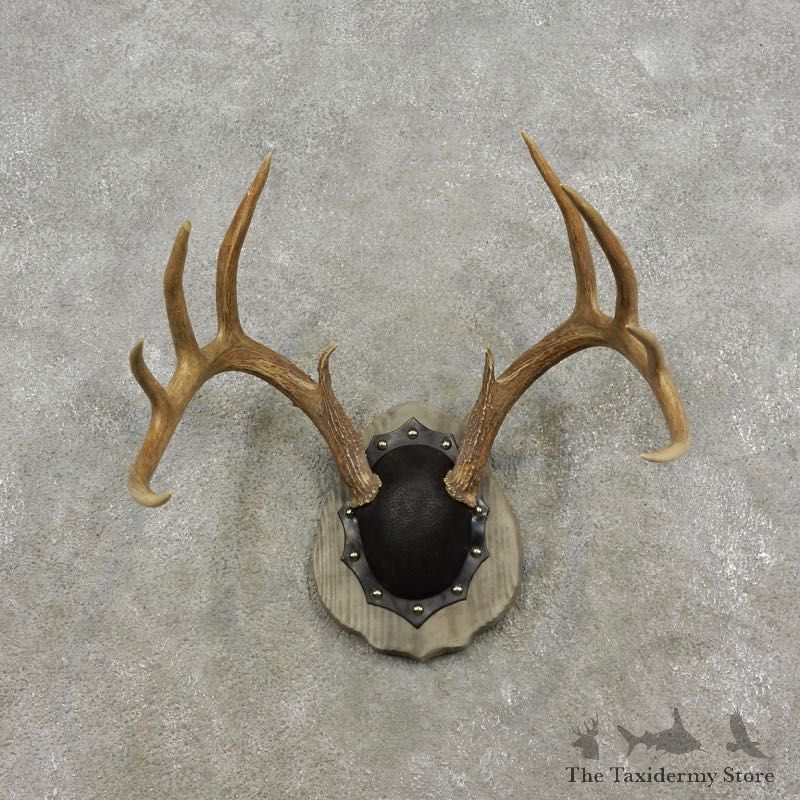 Whitetail Deer Antler Plaque Mount For Sale #17296 @ The Taxidermy Store