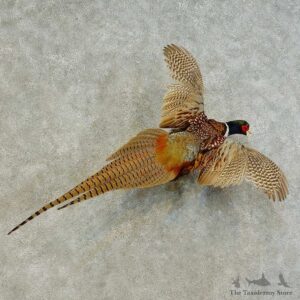 Ringneck Pheasant Bird Mount For Sale #16287 @ The Taxidermy Store