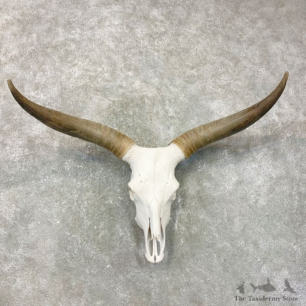 Longhorn Steer Skull European Mount For Sale #24021 @ The Taxidermy Store
