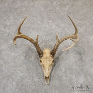 Whitetail Deer Skull European Mount For Sale #18948 @ The Taxidermy Store