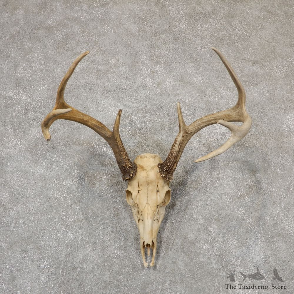 Whitetail Deer Skull European Mount For Sale #18948 @ The Taxidermy Store