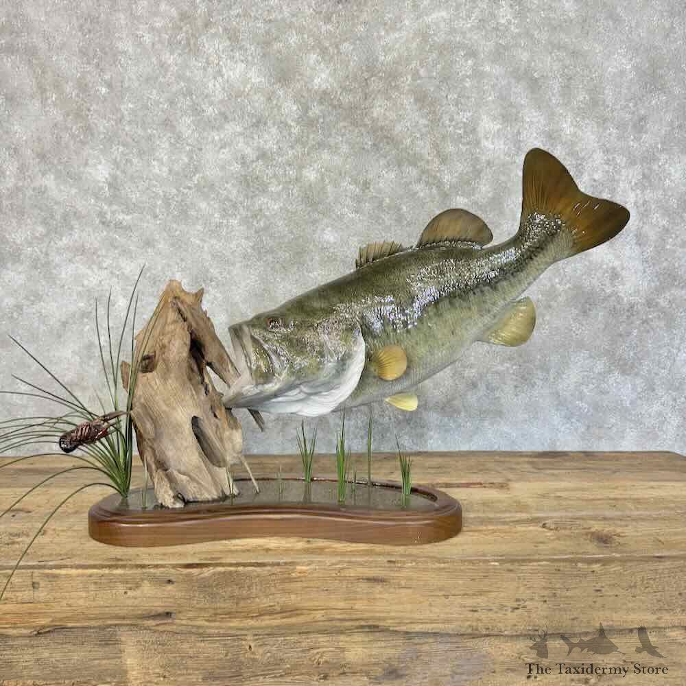 Largemouth Bass Fish Mount For Sale #31138 @ The Taxidermy Store