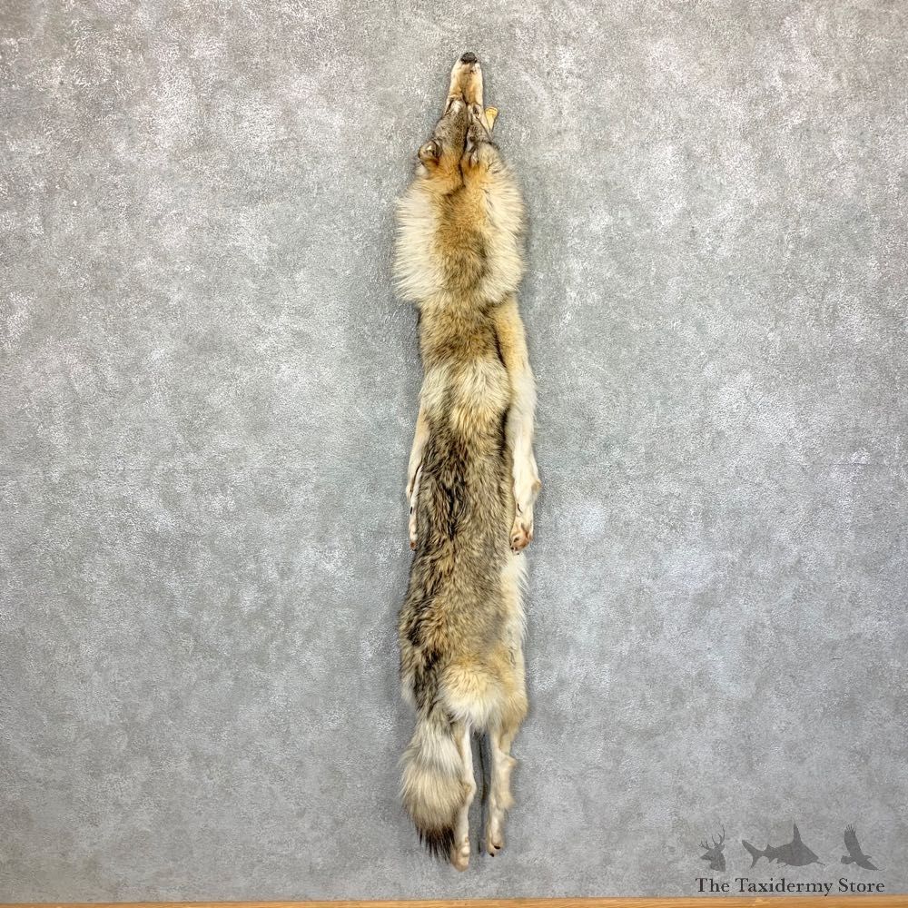 Alaskan Yukon Wolf Tanned Hide For Sale #22880 @ The Taxidermy Store