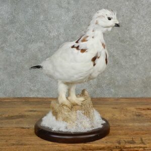 Rock Ptarmigan Bird Mount For Sale #16994 @ The Taxidermy Store