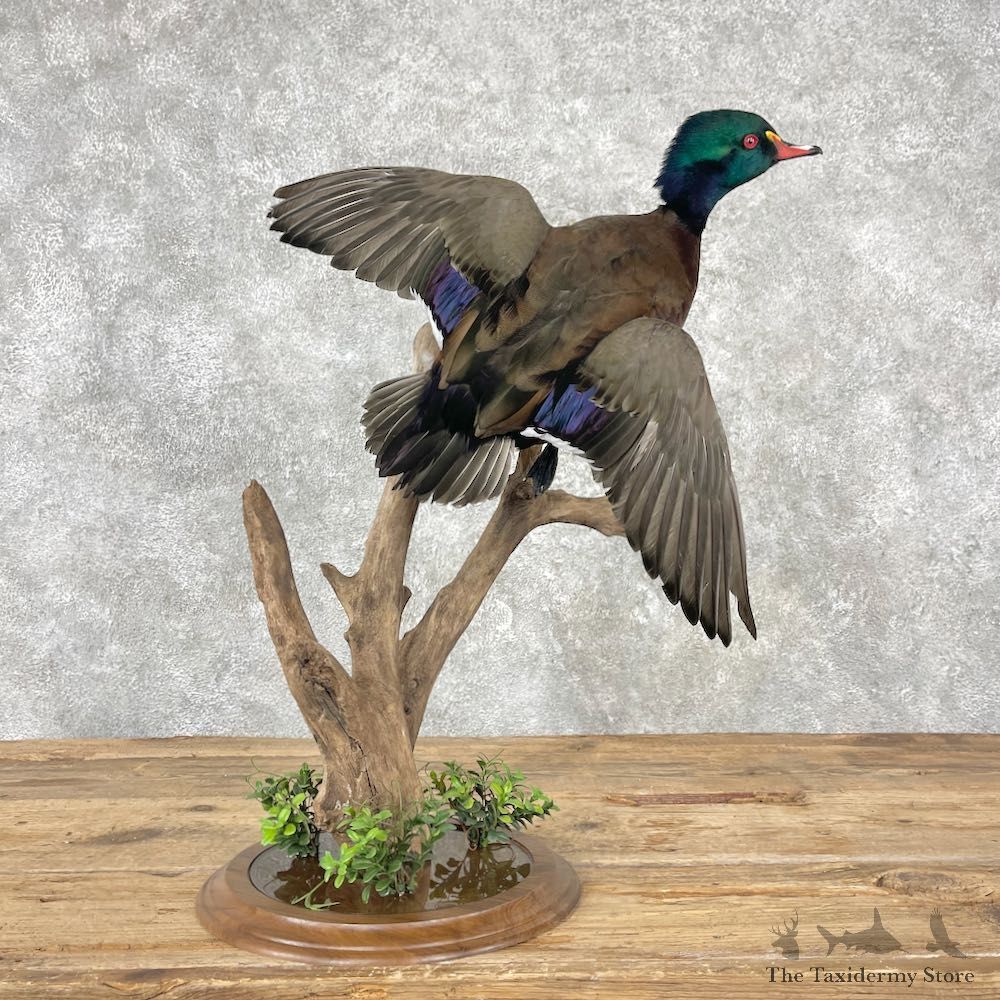 Wood Chestnut Teal Cross Duck Mount For Sale #26001 @ The Taxidermy Store