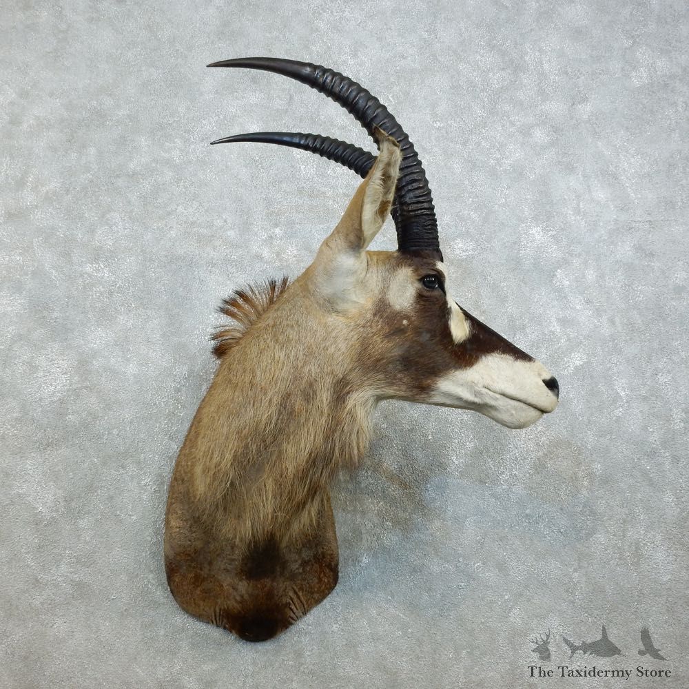 Roan Antelope Shoulder Mount For Sale #18530 @ The Taxidermy Store