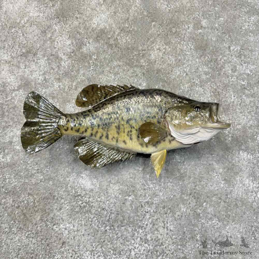 Black Crappie Fish Mount For Sale #31279 @ The Taxidermy Store