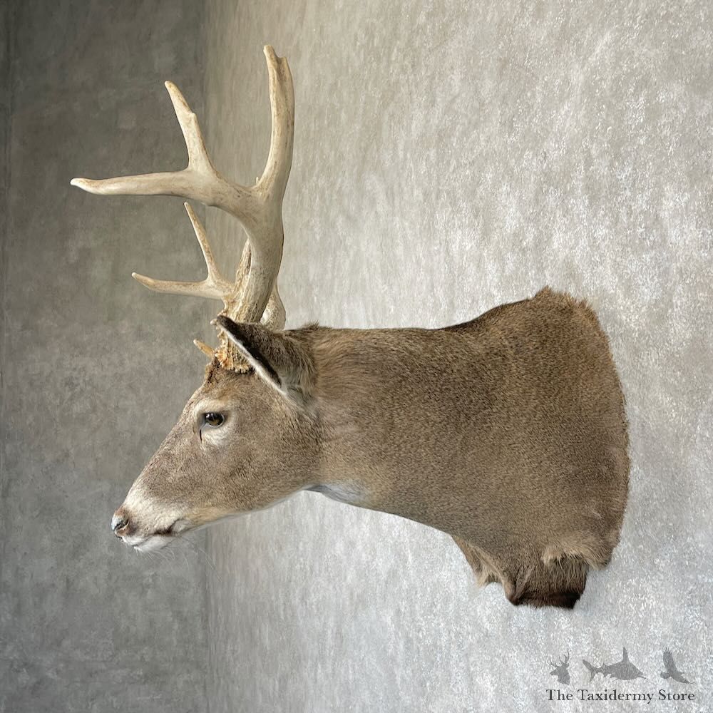 Whitetail Deer Shoulder Mount For Sale #28163 - The Taxidermy Store