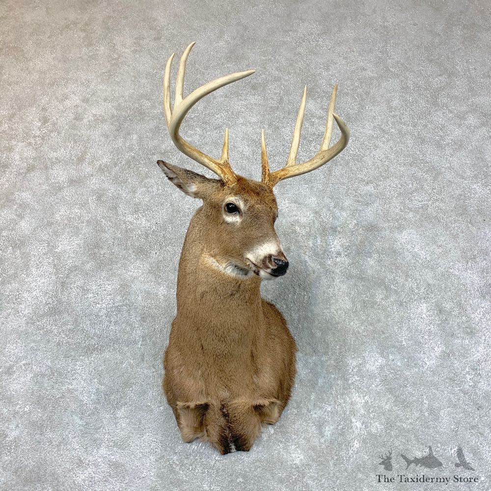 Whitetail Deer Shoulder Mount #22679 For Sale - The Taxidermy Store