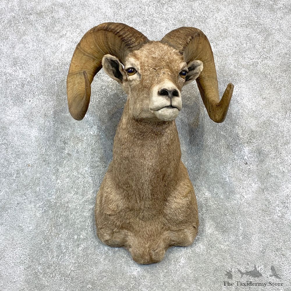 Bighorn Sheep Shoulder Mount For Sale #23082 @ The Taxidermy Store