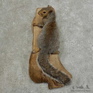 Grey Squirrel Life-Size Mount For Sale #16855 @ The Taxidermy Store