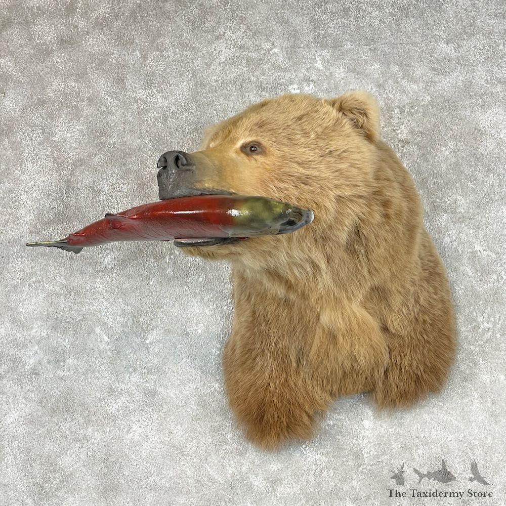 Grizzly Bear Shoulder Mount For Sale #26771 @ The Taxidermy Store