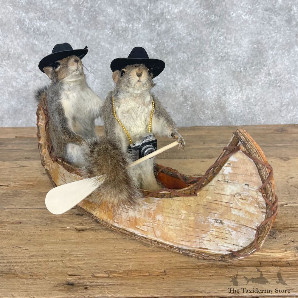 Canoeing Squirrels Novelty Mount For Sale #28632 @ The Taxidermy Store