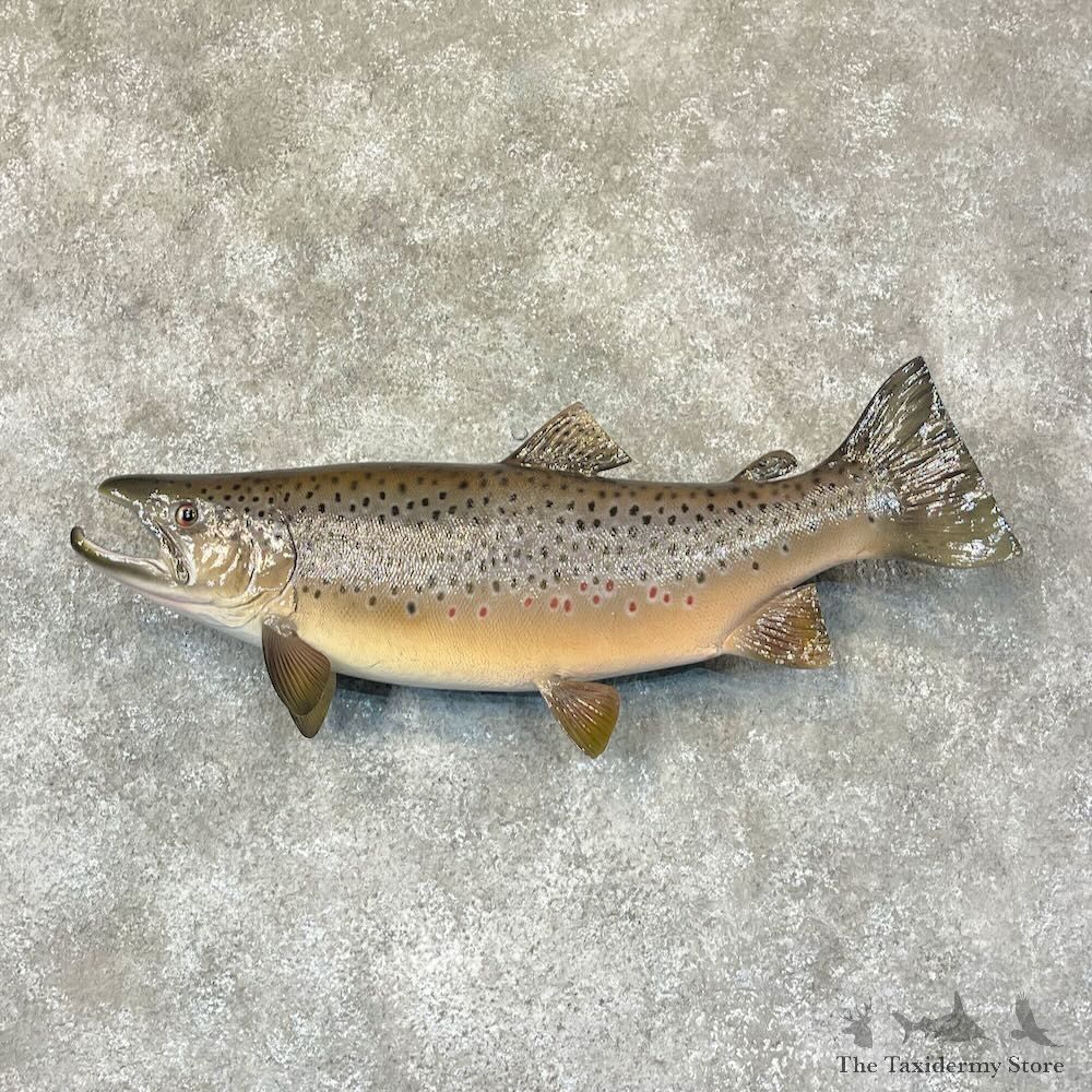 Brown Trout Fish Mount For Sale #28740 @ The Taxidermy Store