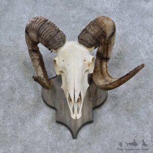 Corsican Ram Skull European Mount For Sale #14685 @ The Taxidermy Store