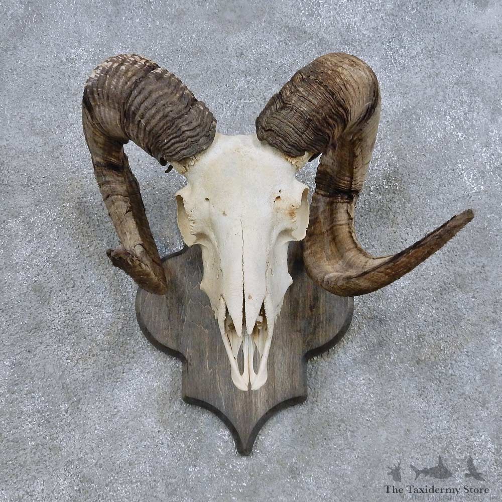 Corsican Ram Skull European Mount For Sale #14685 @ The Taxidermy Store