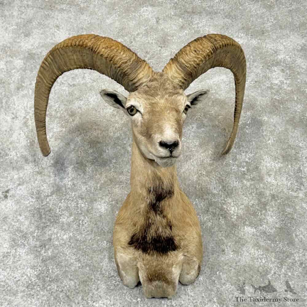 Red Sheep Ram Shoulder Mount For Sale #31759 @ The Taxidermy Store