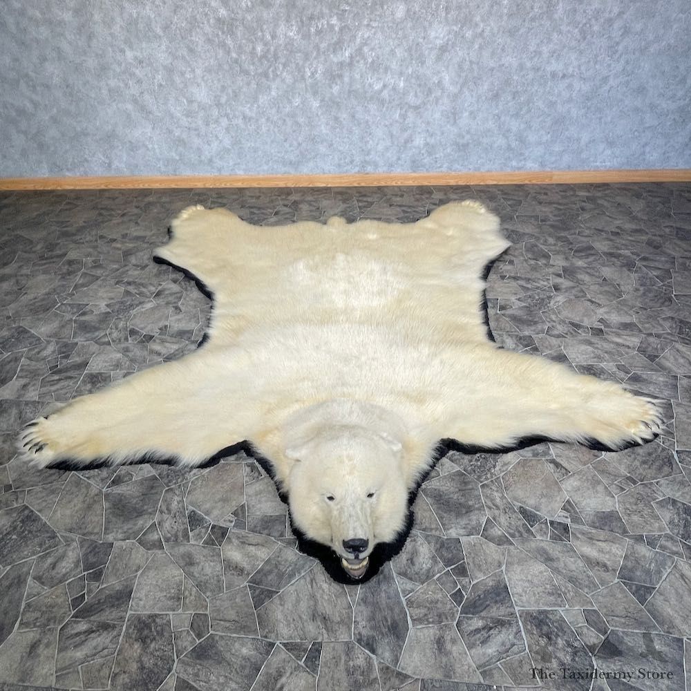 Polar Bear Taxidermy Rug #25262 For Sale @ The Taxidermy Store