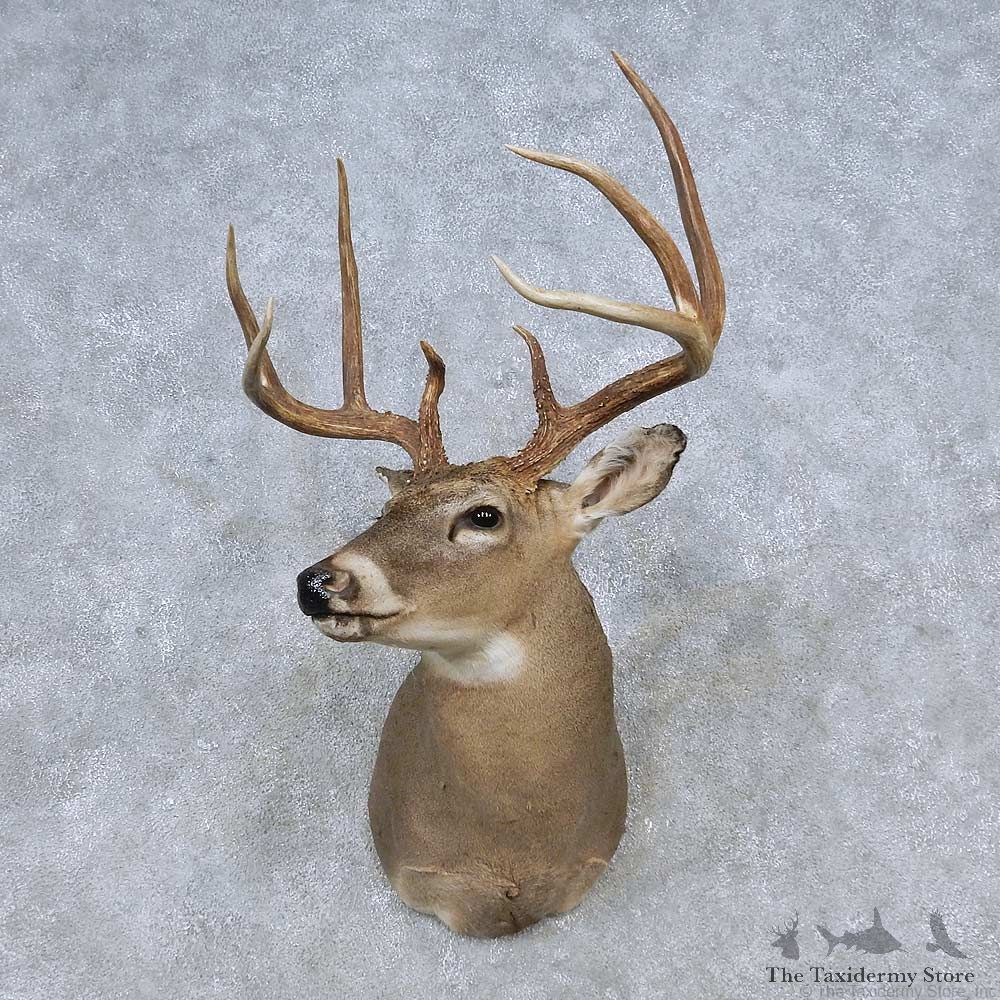 Whitetail Deer Shoulder Mount For Sale #14794 @ The Taxidermy Store