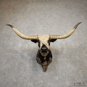 Texas Longhorn Shoulder Mount For Sale #19938 @ The Taxidermy Store