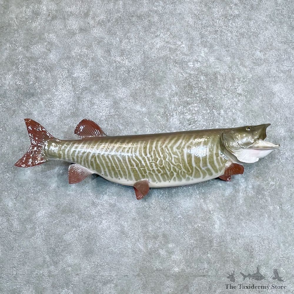 Musky Fish Taxidermy Mount For Sale #26932 - The Taxidermy Store