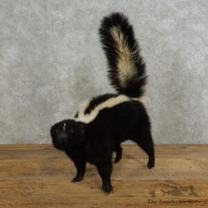 Life-Size Skunk Taxidermy Mount #17192 For Sale @ The Taxidermy Store