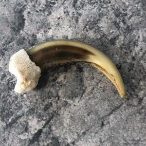 Grizzly Bear Claw For Sale #19911 @ The Taxidermy Store