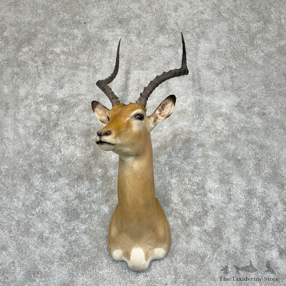 Southern Impala Shoulder Mount For Sale #29460 @ The Taxidermy Store