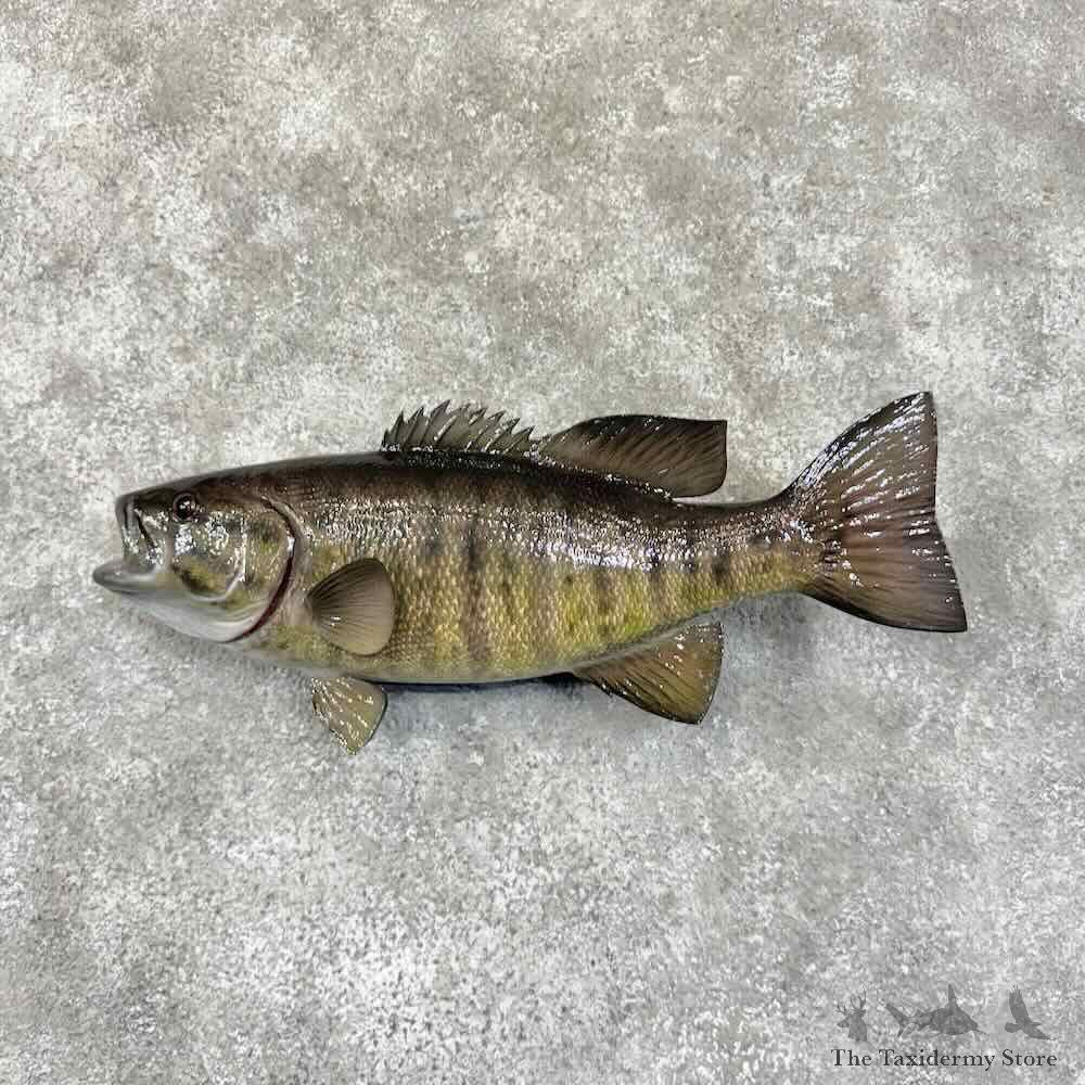 Smallmouth Bass Fish Mount For Sale #30735 @ The Taxidermy Store