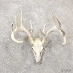 Whitetail Deer Skull European Mount For Sale #19245 @ The Taxidermy Store
