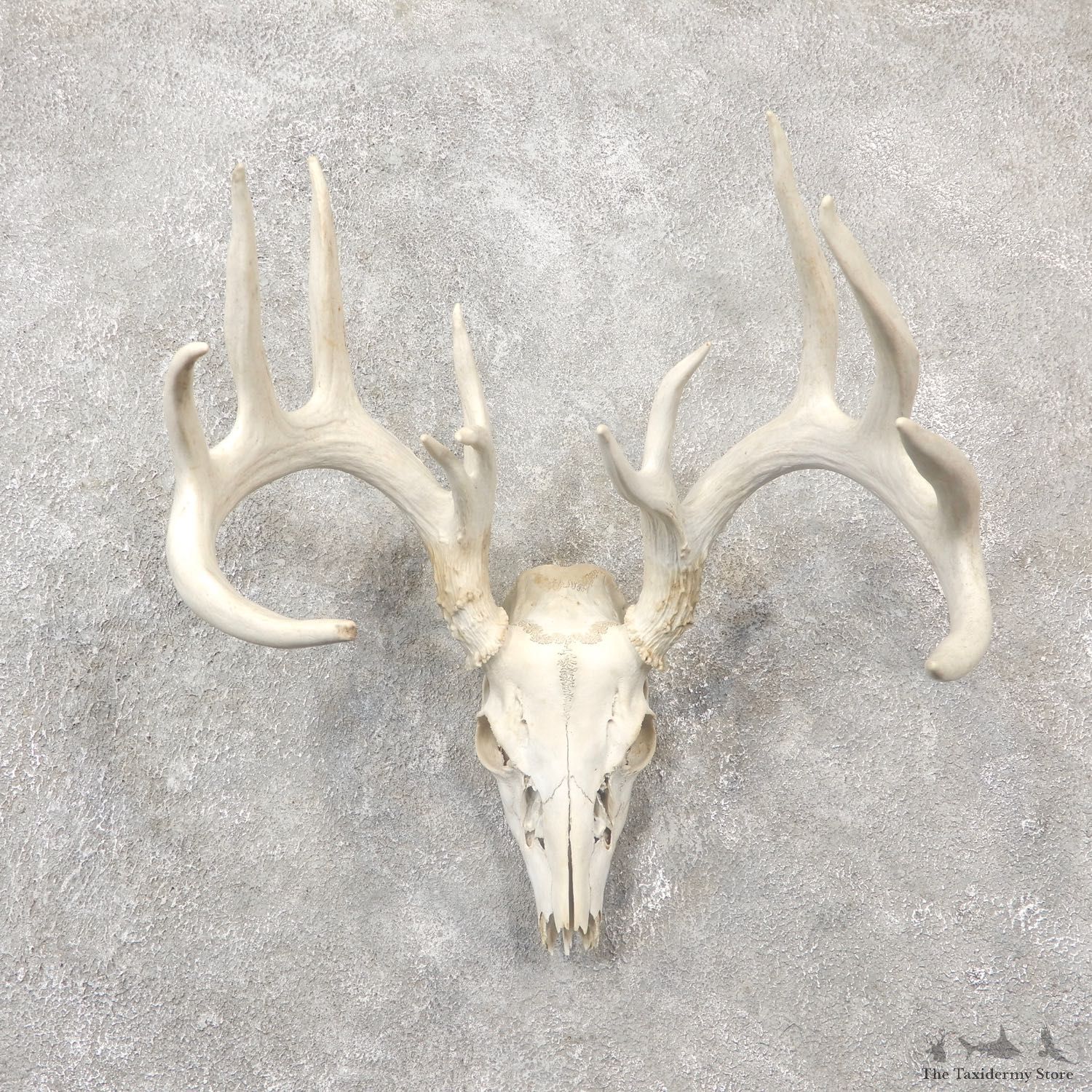 Whitetail Deer Skull European Mount For Sale #19245 @ The Taxidermy Store