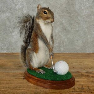 Golfing Squirrel Novelty Mount For Sale #16797 @ The Taxidermy Store