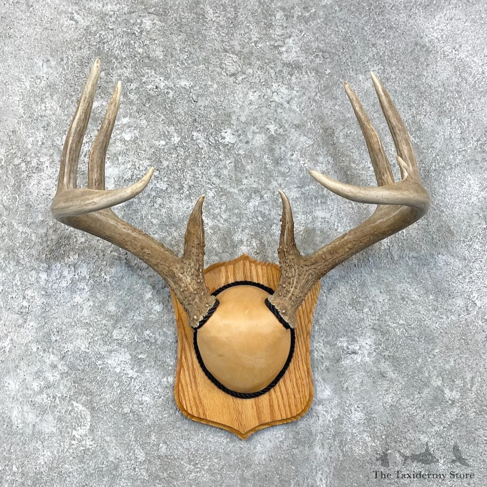 Whitetail Deer Antler Plaque Mount For Sale #27927 @ The Taxidermy Store