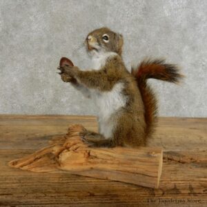 Red Squirrel & Acorn Mount For Sale #17210 @ The Taxidermy Store