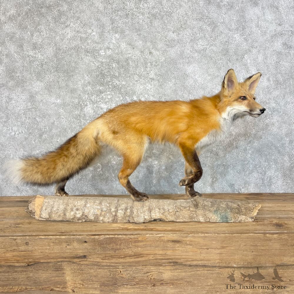Red Fox Life-Size Mount For Sale #27603 @ The Taxidermy Store