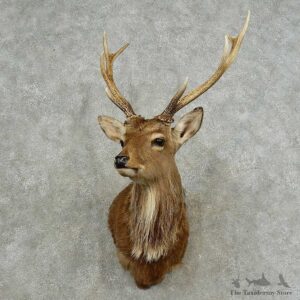 Sika Deer Shoulder Mount For Sale #16763 @ The Taxidermy Store