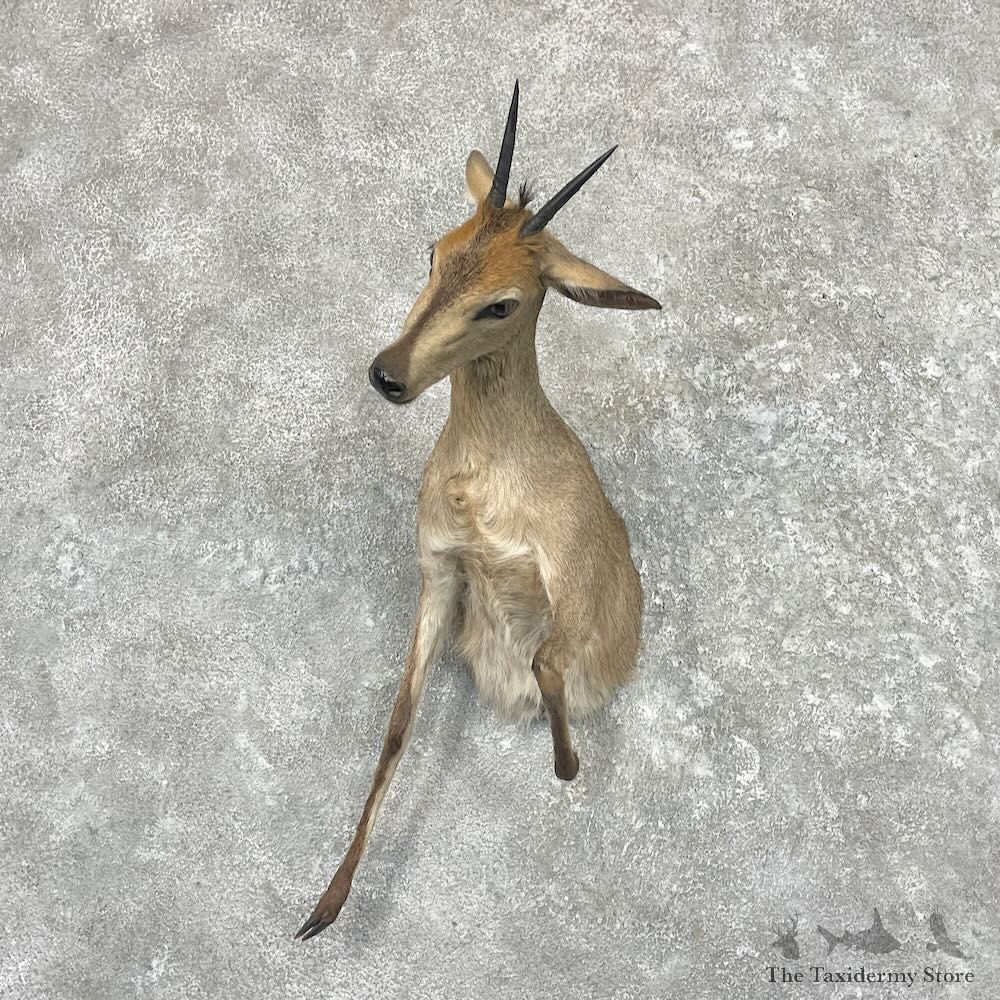 Bush Duiker Half Life-Size Mount For Sale #27634 @ The Taxidermy Store