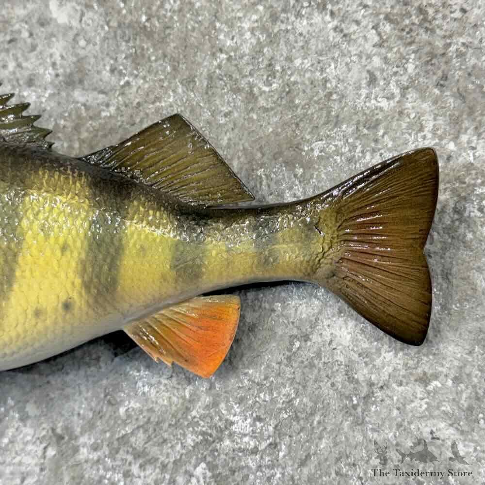 Yellow Perch Fish Mount For Sale #31862 @ The Taxidermy Store