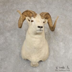 Dall Sheep Shoulder Mount For Sale #21063 @ The Taxidermy Store