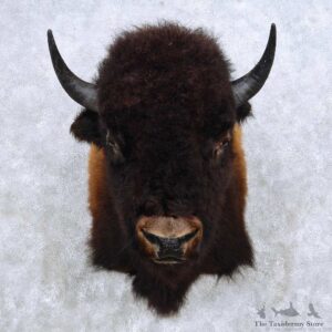 American Buffalo Bison Shoulder Mount For Sale #14138 @ The Taxidermy Store