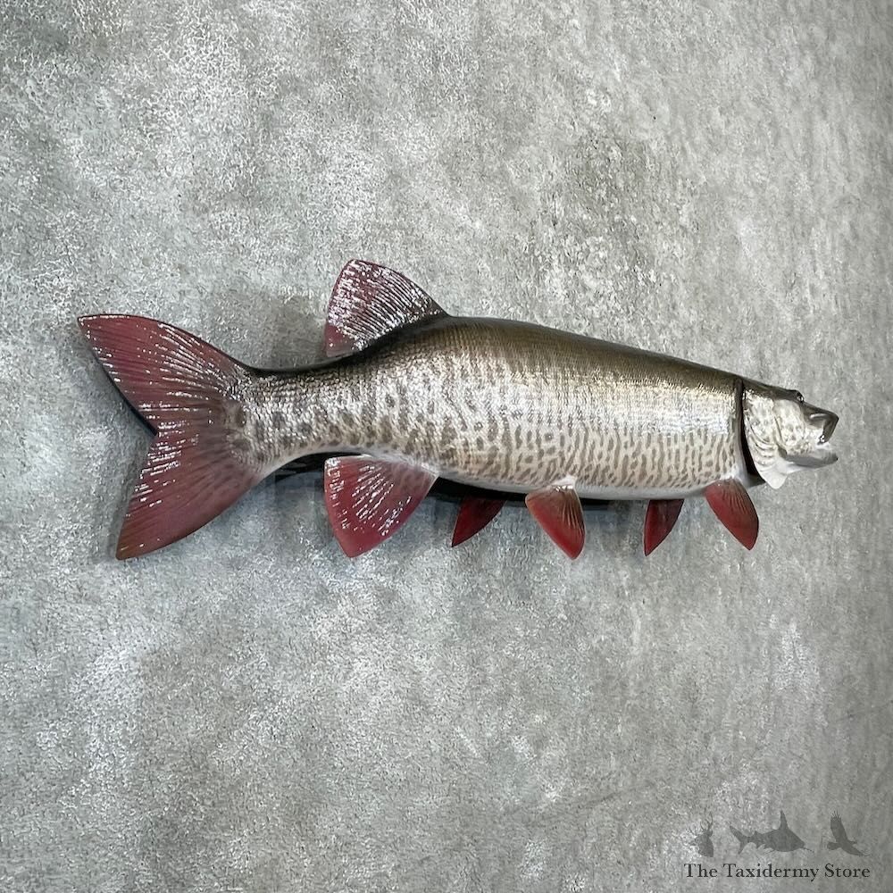 Reproduction Muskellunge Fish Mount For Sale #27232 @ The Taxidermy Store