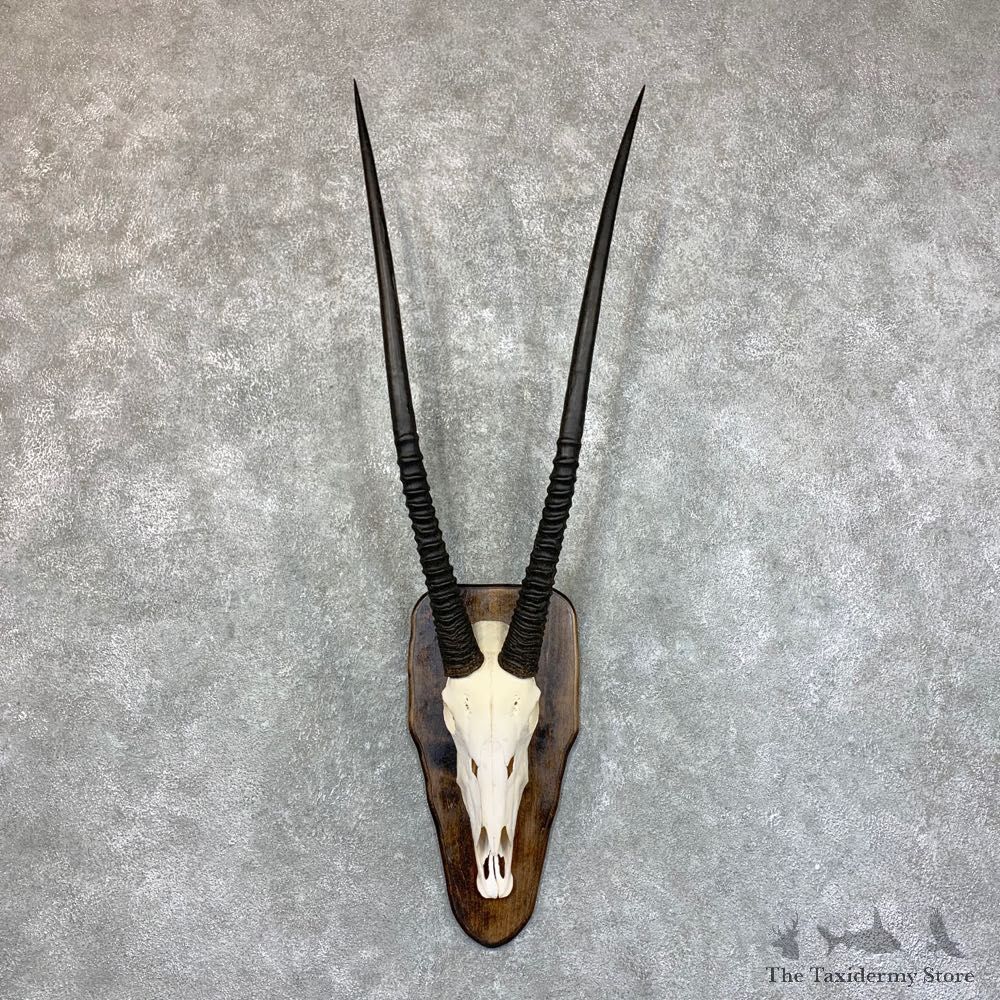 Gemsbok Skull Horns European Mount #22734 For Sale @ The Taxidermy Store