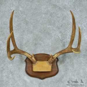 Mule Deer Taxidermy Antler Mount #13454 For Sale @ The Taxidermy Store